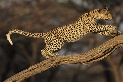 Follow These 15 Travel Tips Before Visiting Africa