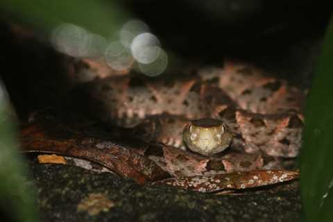 9 Interesting Facts About Fer de Lance