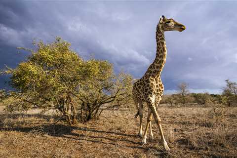 South Africa Ends Prearrival Testing for Vaccinated Travelers