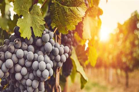 How many vineyards should you visit in a day?