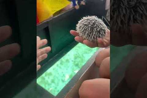 We found this under the ocean! 🫤 #Shorts #interesting