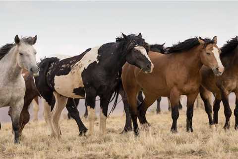 Renting a Car in Cheyenne, Wyoming
