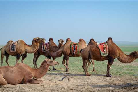 Gobi Desert South of Mongolia - Mongolian Tours