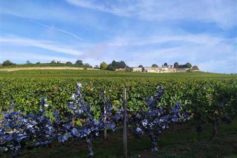 Do You Need a Car in Saint-Emilion, France?