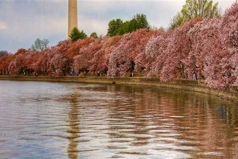 What is the population of reston, va?