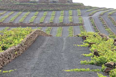 April in the vineyards