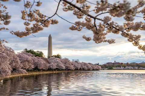 How to Have the Best Cherry Blossom Trip to Washington, DC