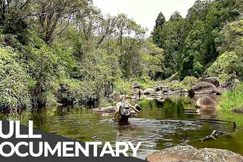 Amazing Quest: Stories from Hawaiii | Somewhere on Earth: Hawaiii | Free Documentary