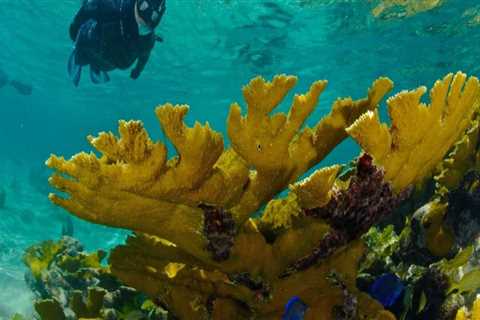 Exploring the Wonders of the Panama Canal with Snorkeling Tours