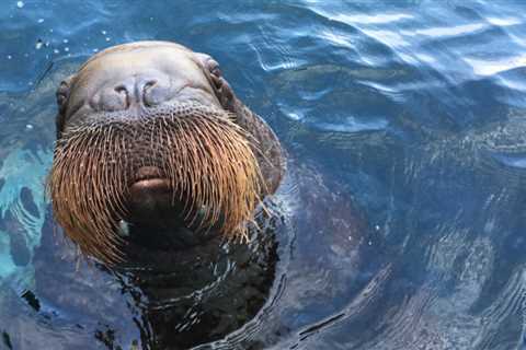 The Vancouver Aquarium