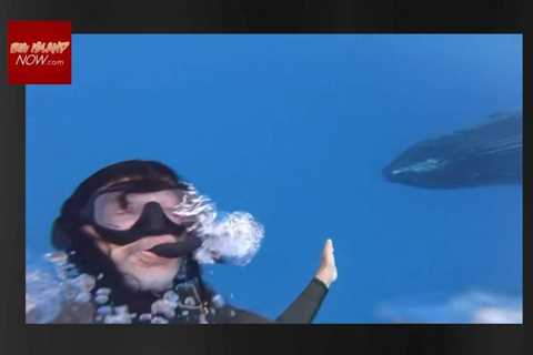 Maui’s ‘Dolphin Dave’ cited for harassing dolphins, humpback whale at Hawaiʻi Island state park