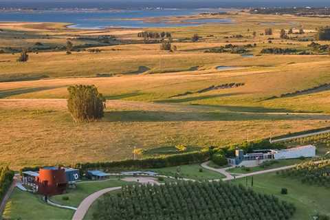 Exploring the Wineries and Vineyards of Punta del Este