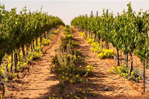 Where can vineyards be found?