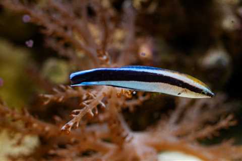 There’s New Evidence That Fish Are Self-Aware