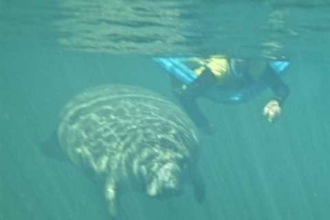 Fun Facts About Crystal River Florida