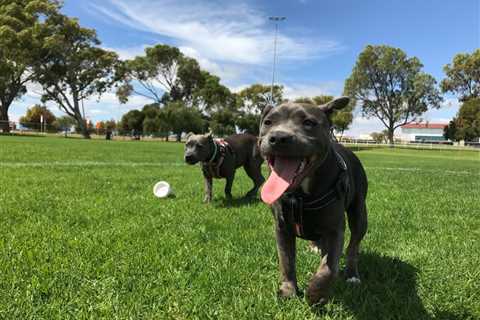 The Do’s and Don’ts of Dog Park Etiquette