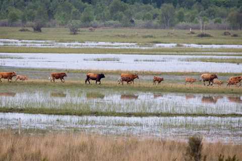 Cousseau dunes and wetlands initiative joins the European Rewilding Network