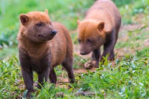15 Amazing Animals in Panama You Can See on Vacation