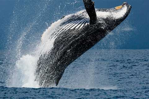 Witness the Majestic Beauty of Whales in Panama City Beach, Florida