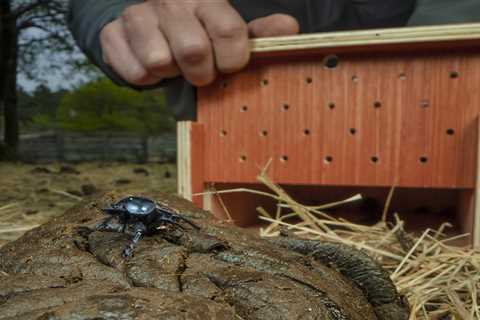Dung beetle release highlights the key role of small critters in rewilding