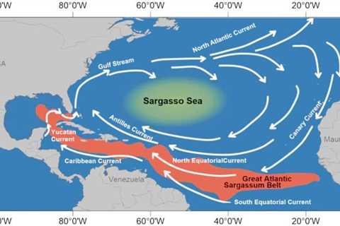 What Is Sargassum And Why It Is Coming To Florida – All To Know