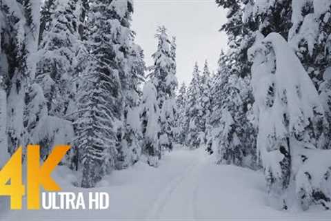 4K Winter Hike through Snowy Forest with Snow Crunch Sound - Scenic Trails of Canada - Part #2