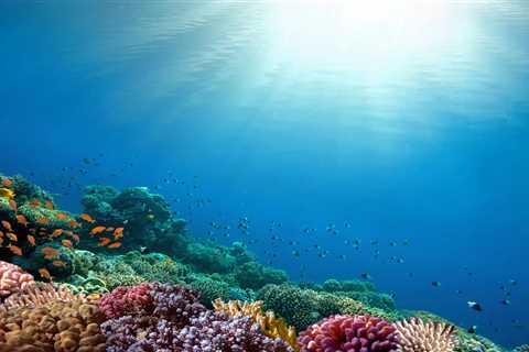 7 Marine Conservation Facts to Give You Hope for the Future of the Ocean