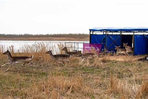 European Wildlife Comeback Fund grant enables deer releases in the Ukrainian Danube Delta