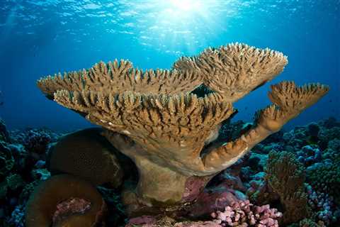 Public testimony ends June 2 for designating Pacific Remote Islands a National Marine Sanctuary