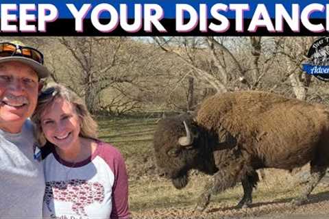 CUSTER STATE PARK SOUTH DAKOTA // RV CAMP AT BLUE BELL CAMPGROUND // DRIVING WILDLIFE LOOP ROAD