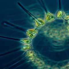 How Marine Animals Are Playing a Vital Role in Saving Our Planet