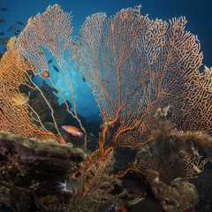 Why Your Next Solo Trip Should be a Dive Trip