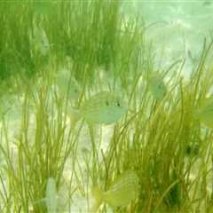 Explore the Underwater Wonders of Panama City Beach