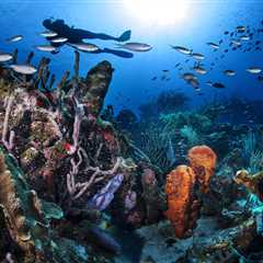 A Tale of Two Certifications: How One PADI Pro’s Scuba Diving Journey Began With a Dare