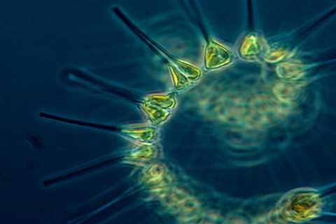 How Marine Animals Are Playing a Vital Role in Saving Our Planet