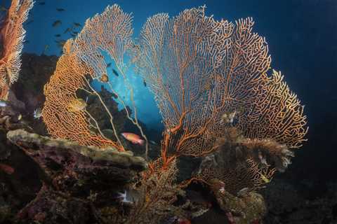 Why Your Next Solo Trip Should be a Dive Trip
