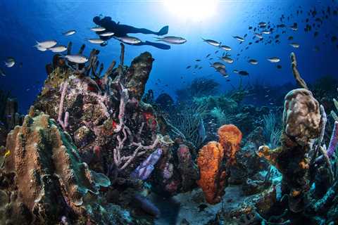 A Tale of Two Certifications: How One PADI Pro’s Scuba Diving Journey Began With a Dare