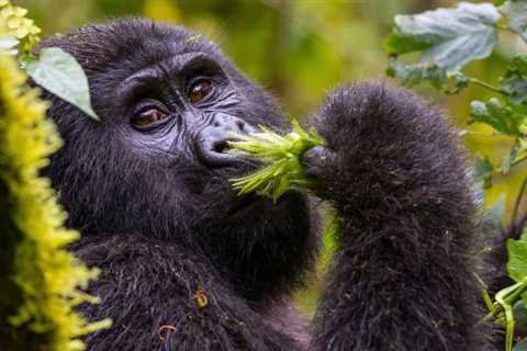 The Top 10 National Parks in Uganda to Visit