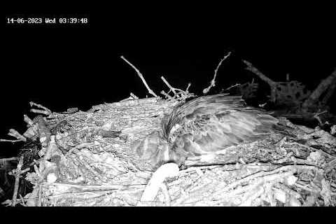 Poole Harbour Osprey Nest Camera - Landscape View