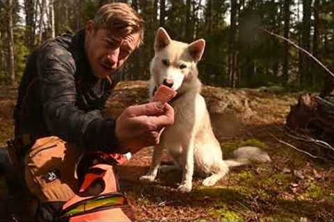 Backcountry Wilderness Basecamp for 3 Nights Alone with my Dog