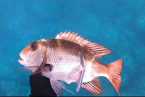 Hawaii Spearfishing | Into The Deep