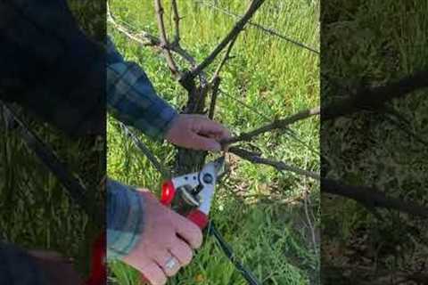WSET Level 3 Harvest Bootcamps - Napa Valley Wine Academy - Pruning with Cathy Corison
