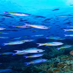 Your Guide to Diving Cozumel