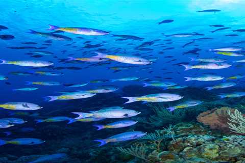 Your Guide to Diving Cozumel