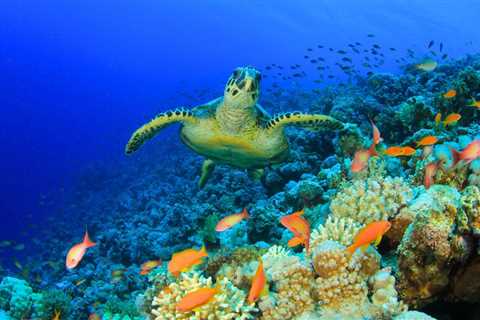 25 Fascinating Facts About Coral Reefs Around the World