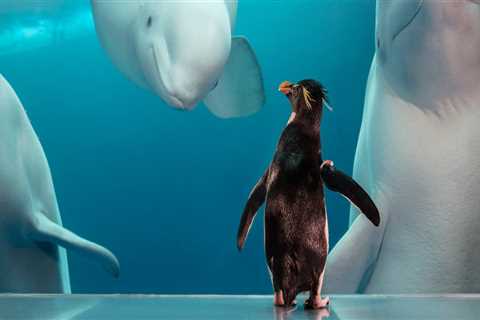 Exploring Zoos and Aquariums