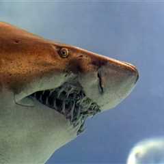 Exploring the Sharks of Panama City Beach: An Expert's Guide