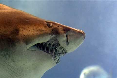 Exploring the Sharks of Panama City Beach: An Expert's Guide