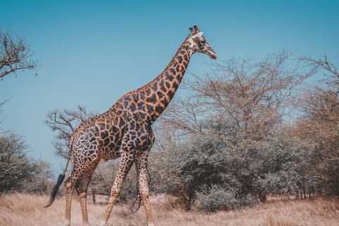 Cheap flights from Milan to Dakar, Senegal for €294 (Early booking)