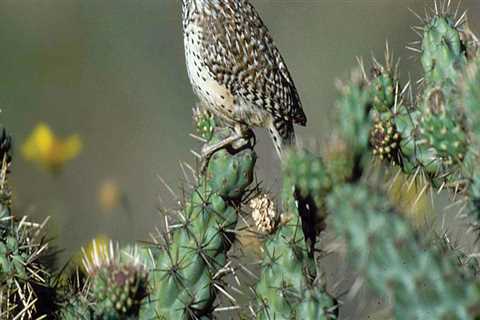 Preserving Endangered Habitats in Irvine, California: A Comprehensive Guide